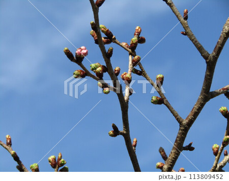 咲き始めたこじま花の会桜並木のサクラの花 咲き始めたこじま花の会桜並木のサクラの花 113809452