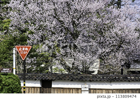 金沢の黒門前緑地のコシノヒガンザクラ 113809474