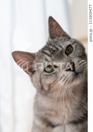 見つめる猫　サバトラ猫 113809477