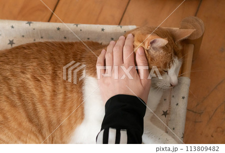 猫を撫でる 茶トラ白 猫を撫でる 茶トラ白 113809482