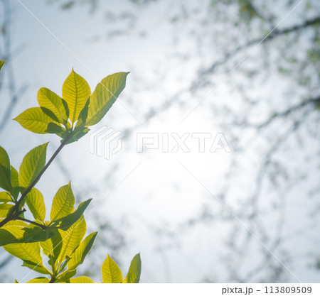 春の森の木々 113809509