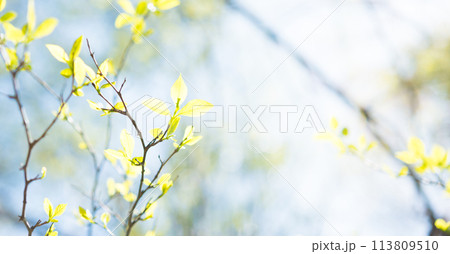 春の森の木々 113809510