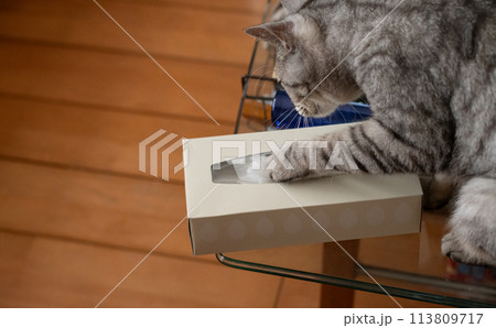 ボックスティッシュで遊ぶ猫　サバトラ猫 113809717
