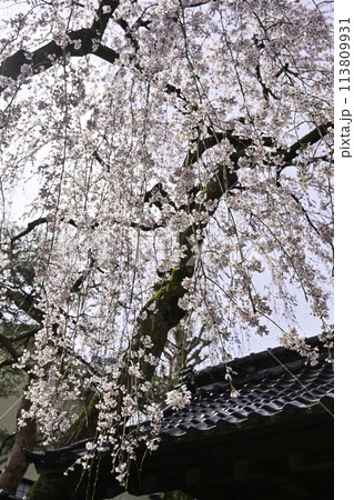 美しいシダレザクラが咲く慶恩寺 美しいシダレザクラが咲く慶恩寺 113809931
