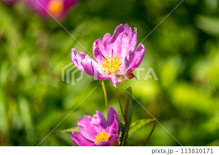初夏の日差しと芍薬の花 初夏の日差しと芍薬の花 113810171
