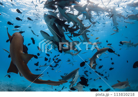 Swimming with a lot of nurse sharks on deep in blue sea. Swimming with a lot of nurse sharks on deep in blue sea. 113810218