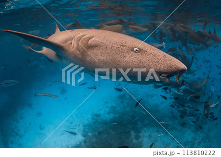 Swims with Nurse shark underwater in tropical ocean. Swims with Nurse shark underwater in tropical ocean. 113810222