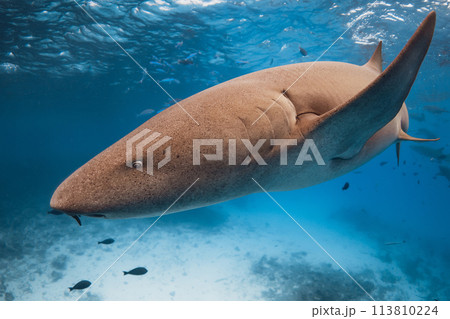 Nurse shark swims close up underwater in blue ocean. 113810224