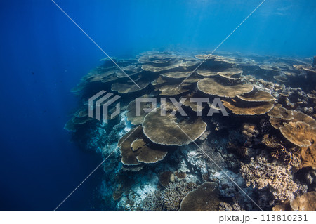 Tropical coral reef underwater in blue ocean. Coral garden Tropical coral reef underwater in blue ocean. Coral garden 113810231