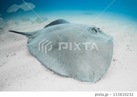 Stingray swims on sandy sea bottom. Sting ray fish in tropical sea 113810232