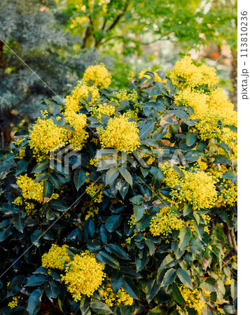 Oregon Grape with yellow flowers in spring, close up view of mahonia 113810236