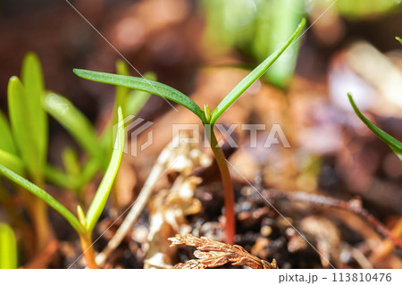 児の手がしわの実生 児の手がしわの実生 113810476