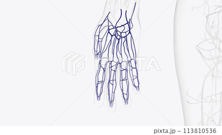 Veins of right hand and wrist 113810536