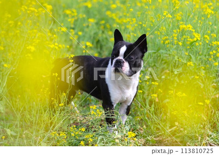 菜の花の中で可愛く見つめるボストンテリアのマイティ君♡ 113810725