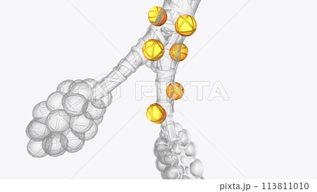 Alveoli are tiny, balloon-shaped air sacs located at the end of the bronchioles, the branch-like tubes in the lungs Alveoli are tiny, balloon-shaped air sacs located at the end of the bronchioles, the branch-like tubes in the lungs 113811010