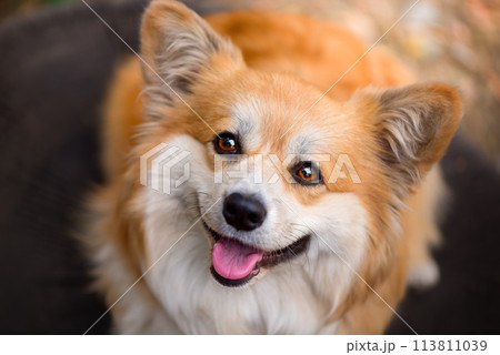 Close-up portrait of Welsh Corgi Pembroke face. Red Fluffy Corgi watching to the camera. 113811039