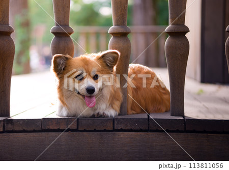 Adorable Red Welsh Corgi Pembroke Posing in a wooden stairs. Cute Red Fluffy Corgi. 113811056