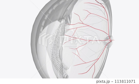 The arterial input to the eye is provided by several branches from the ophthalmic artery The arterial input to the eye is provided by several branches from the ophthalmic artery 113811071