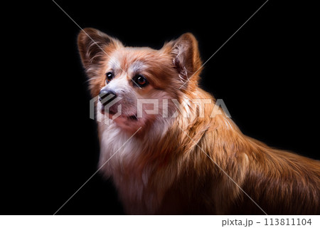 Welsh Corgi Pembroke Portrait. Adorable Fluffy Corgi against a black background. Welsh Corgi Pembroke Portrait. Adorable Fluffy Corgi against a black background. 113811104