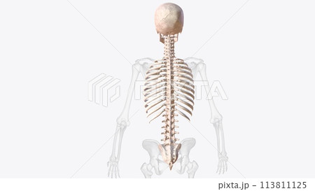axial skeleton is made up of the 80 bones within the central core of your body 113811125