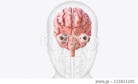 The brain is the largest cluster of neurons in the body 113811285