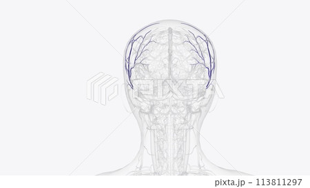 Branches of superficial temporal vein 113811297