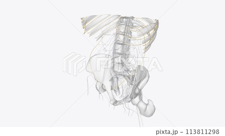 Branches of thoracic spinal 3d 113811298