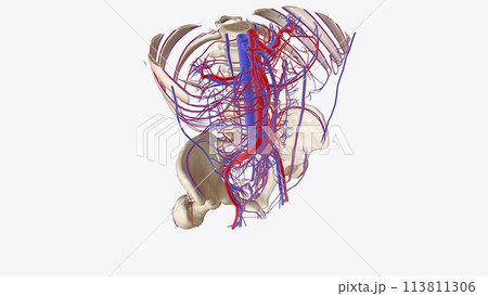 The cardiovascular system consists of the heart, arteries, veins, and capillaries 113811306
