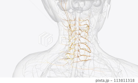 The cervical spinal nerves, sometimes called nerve rootlets, exit the spinal canal through the neuroforamen in pairs The cervical spinal nerves, sometimes called nerve rootlets, exit the spinal canal through the neuroforamen in pairs 113811318