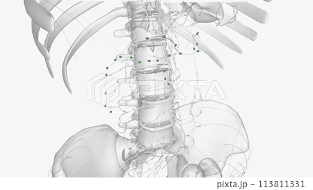 The colic lymph nodes are the large intestinal lymph nodes The colic lymph nodes are the large intestinal lymph nodes 113811331