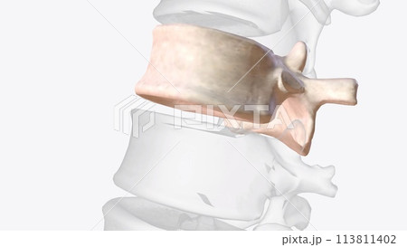 The eleventh thoracic vertebra (T11) is located near the bottom of the thoracic spine The eleventh thoracic vertebra (T11) is located near the bottom of the thoracic spine 113811402