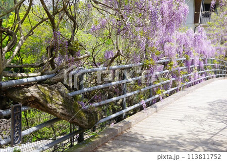 徳島県神山町　農村ふれあい公園のふれあい橋に咲く藤の花 113811752
