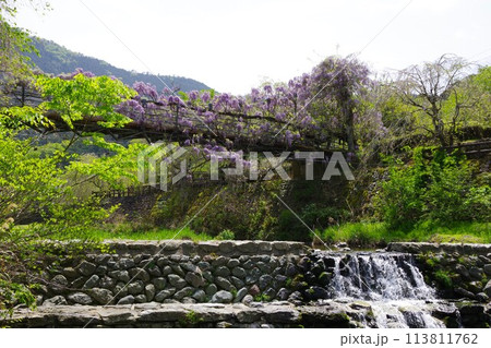 徳島県神山町　農村ふれあい公園のふれあい橋に咲く藤の花 113811762