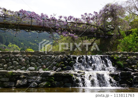 徳島県神山町　農村ふれあい公園のふれあい橋に咲く藤の花 113811763