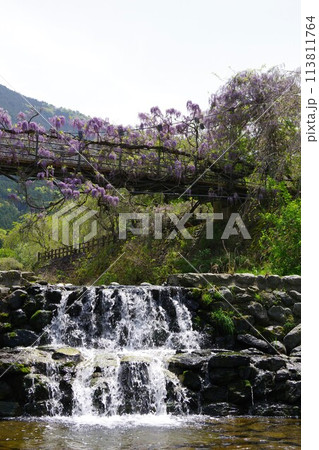 徳島県神山町　農村ふれあい公園のふれあい橋に咲く藤の花 113811764