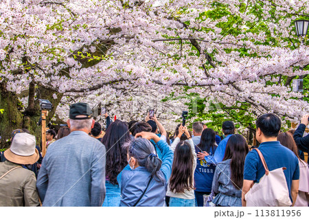 日本の東京都市景観 桜が満開になった千鳥ヶ淵。花見客らで賑わう…=令和6年4月7日 日本の東京都市景観 桜が満開になった千鳥ヶ淵。花見客らで賑わう…=令和6年4月7日 113811956