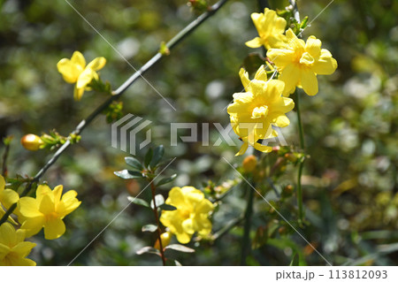 オウバイモドキ（黄梅擬） 113812093