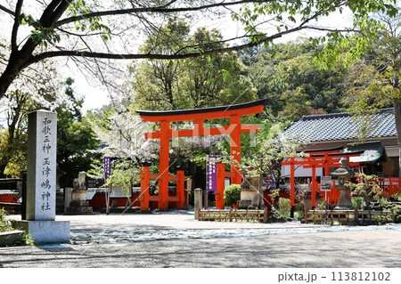 玉津島神社　桜満開　和歌山市　絶景 113812102