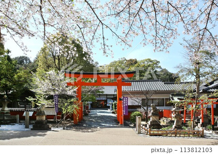 玉津島神社　桜満開　和歌山市　絶景 113812103