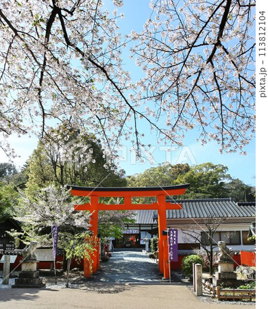 玉津島神社 桜満開 和歌山市 絶景 玉津島神社 桜満開 和歌山市 絶景 113812104