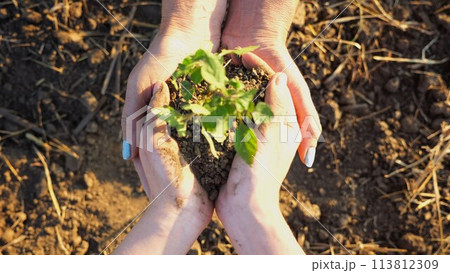Young hands giving to adult female arms small sprout at meadow. Farmers getting ready to earth a little plant at field. Concept of agriculture and agronomy business. 113812309