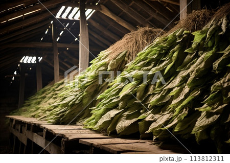 Fermentation of Tobacco Leaves 113812311