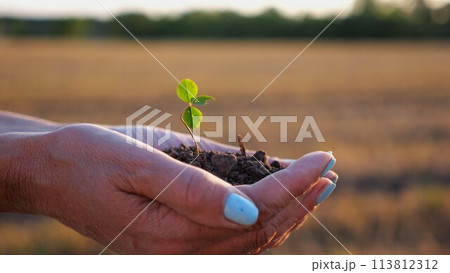 Female hands of farmer holding small green sprout at meadow at sunset. Agronomist getting ready to earth a little plant at field. Beautiful scenic landscape. Concept of agriculture business. Slow 113812312