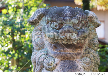 石の狛犬の正面 石の狛犬の正面 113812373