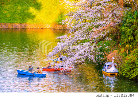 日本の東京都市景観 桜が満開になった千鳥ヶ淵。人気のボートにはカップルらが…=令和6年4月7日 日本の東京都市景観 桜が満開になった千鳥ヶ淵。人気のボートにはカップルらが…=令和6年4月7日 113812394