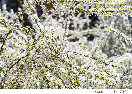 ユキヤナギ（雪柳） 113812546