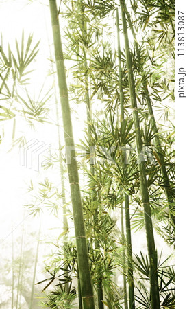 Sunlight Shining Through Bamboo Tree, vertical Sunlight Shining Through Bamboo Tree, vertical 113813087
