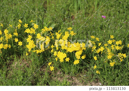 春の公園に咲く黄色い小さなイトバスイセン(糸葉水仙)の花 春の公園に咲く黄色い小さなイトバスイセン(糸葉水仙)の花 113813130