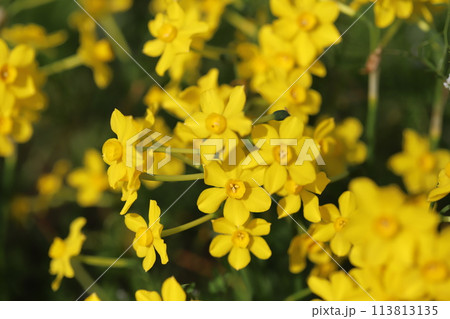 春の公園に咲く黄色い小さなイトバスイセン(糸葉水仙)の花 春の公園に咲く黄色い小さなイトバスイセン(糸葉水仙)の花 113813135
