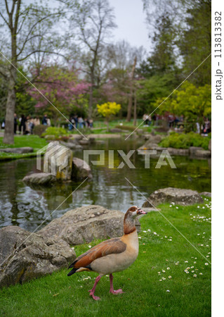 Egyptian goose in Kyoto Garden, a Japanese garden in Holland Park, London, UK. Holland Park is a public park in the London borough of Kensington. Egyptian goose (Alopochen aegyptiaca). Egyptian goose in Kyoto Garden, a Japanese garden in Holland Park, London, UK. Holland Park is a public park in the London borough of Kensington. Egyptian goose (Alopochen aegyptiaca). 113813382